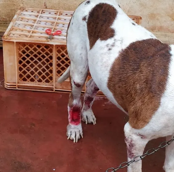 Homem é preso com mandado judicial em aberto e por maus tratos animais