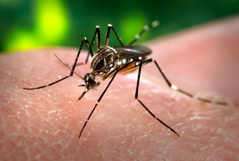 Boletim da dengue soma 1.251 diagnósticos confirmados