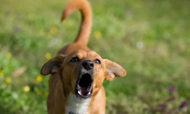 Polícia é chamada para conter latidos de cachorro em Cambira