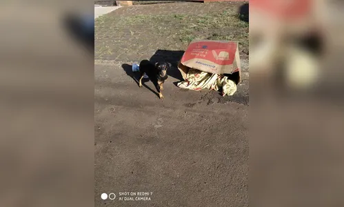 Cadela e seis filhotes são abandonados em Apucarana