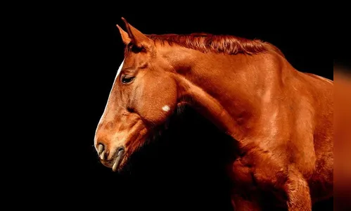 Quatro pessoas ficam feridas após cavalo ser atropelado e deixado na pista