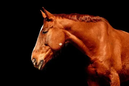 Quatro pessoas ficam feridas após cavalo ser atropelado e deixado na pista