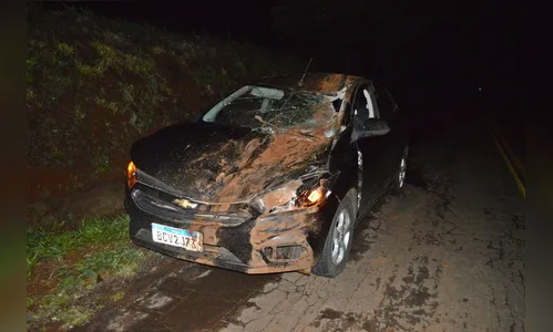 Acidente envolvendo animal é registrado na região