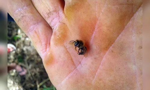 Agrotóxico dizima abelhas de 40 caixas em Turvo