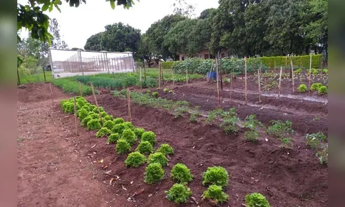 Projeto da UEM usa horticultura para ressocializar dependentes químicos
