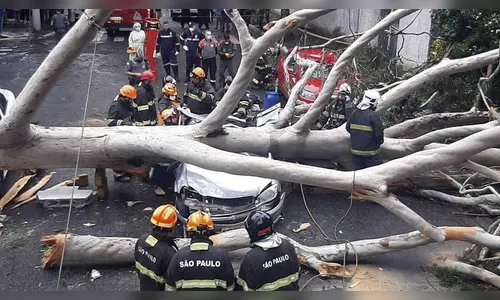 Queda de árvore mata mulher dentro de carro