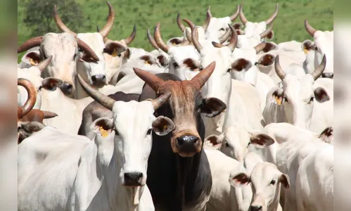 Furto de gado é registrado em área rural de Novo Itacolomi
