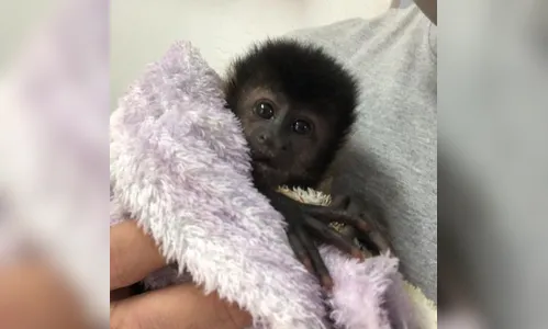 Filhote de macaco-prego é resgatado após ser encontrado abraçado com a mãe atropelada