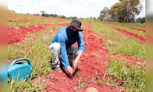 Unidades de Conservação recebem plantio de mudas nativas em Apucarana