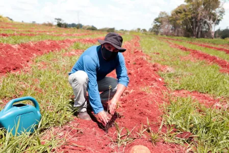 Unidades de Conservação recebem plantio de mudas nativas em Apucarana