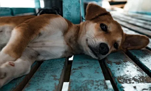 Homem é preso após dar golpe de facão em cachorro