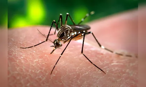 Boletim da dengue soma 1.251 diagnósticos confirmados