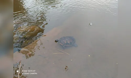 Tartaruga e Gambá são resgatados pela Guarda Municipal; Vídeo