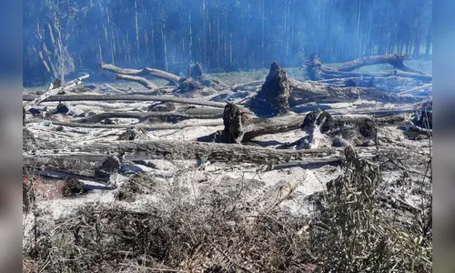 Operações contra o desmatamento geram R$ 5,2 milhões em multas