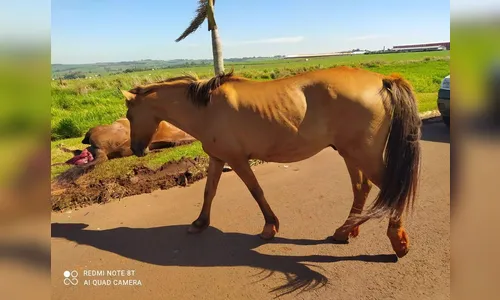 Guarda Ambiental realiza apreensão de cavalos em situação precária