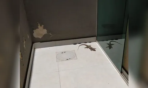 Grupamento de Defesa Ambiental realiza a captura de um lagarto; Vídeo