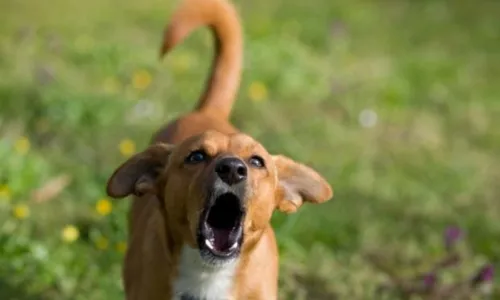 Polícia é chamada para conter latidos de cachorro em Cambira