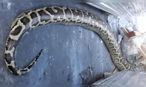 Trabalhadores se assustam ao encontrar cobra dentro de empresa no Paraná