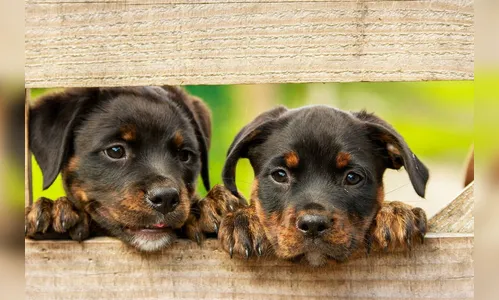 Artigo do plano diretor de Jandaia que prevê sacrifício de animais gera polêmica