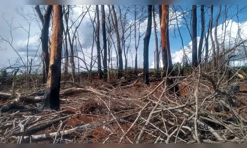 Proprietário rural é autuado em R$ 10,5 mil por destruição da Mata Atlântica