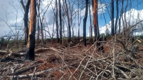 Foi destruído por fogo área correspondente a 0,2 ha