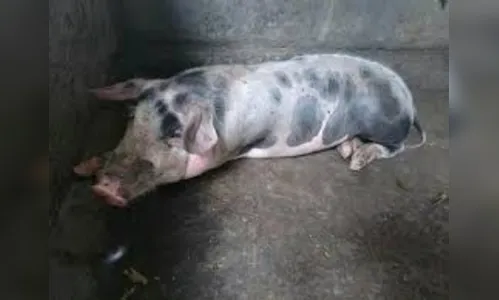 Ladrões desistem do furto de leitoa com flagrante da vítima