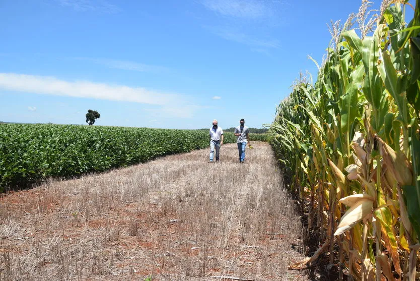 Agrônomo Sergio Empinotti e estagiário Bruno Henrique de Araújo avaliam lavoura de milho  
