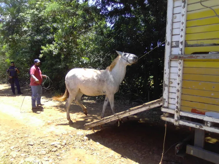 Após denúncias, Guarda Civil Municipal resgata cavalos soltos