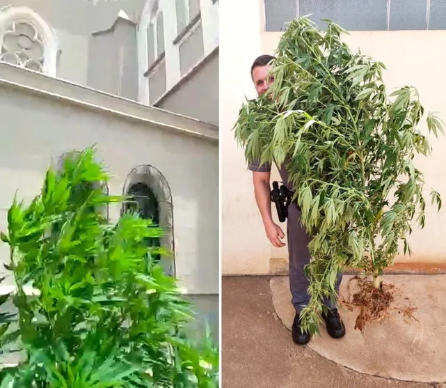 Padre faz denúncia e polícia retira pé de maconha plantado ao lado de igreja