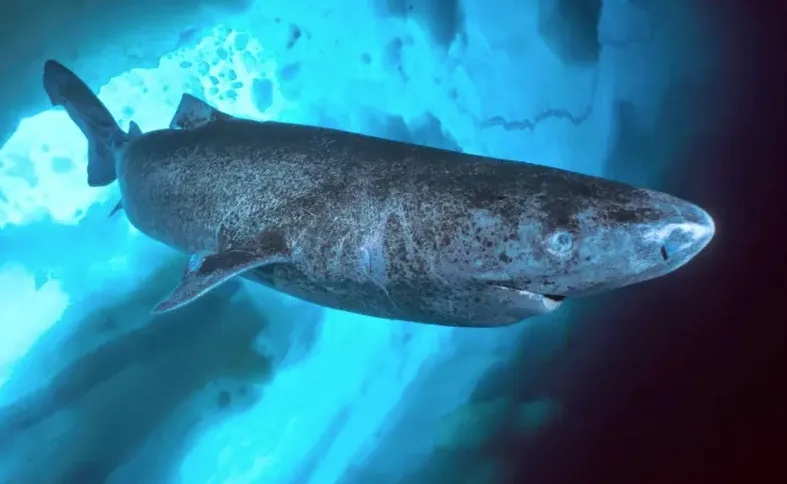 Tubarão mais velho do mundo possui 400 anos de idade