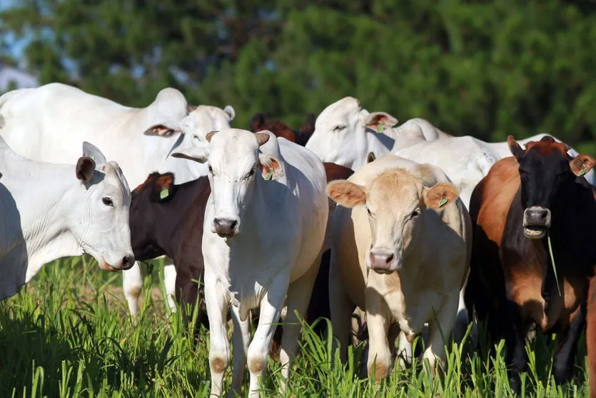 Paraná atua para ampliar espaço no mercado mundial de carnes