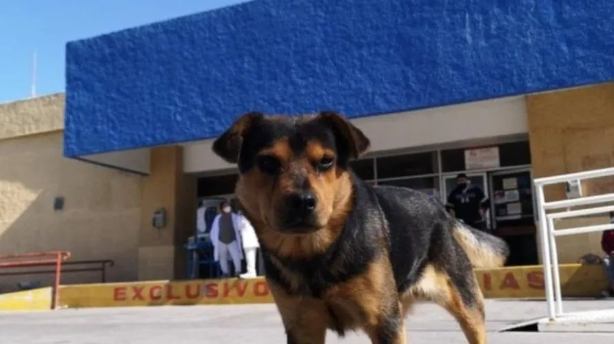 Cão espera por dono, que morreu de Covid-19, por mais de um mês em hospital