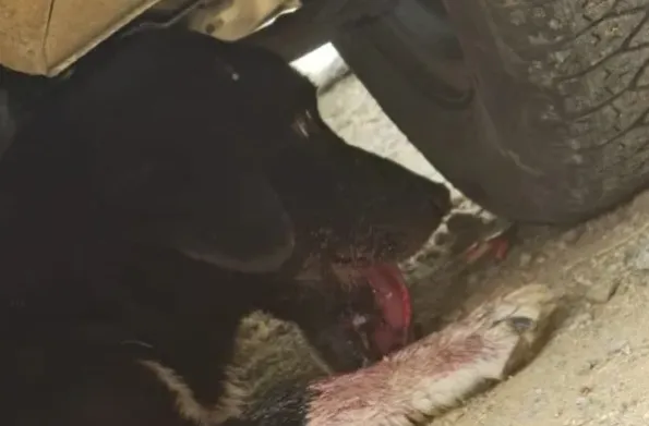 Cadelinha que teve mandíbula dilacerada por rojão passa por cirurgia