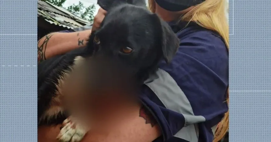 Cadela resgatada com ferimentos na boca causados por rojão morre