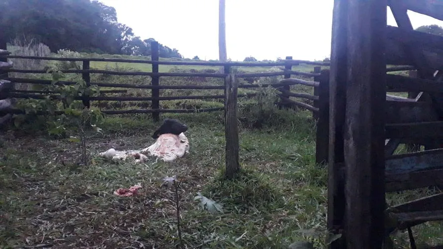 Pela manhã, ao verificar a mangueira, eles encontraram  apenas a cabeça e algumas parte do animais.