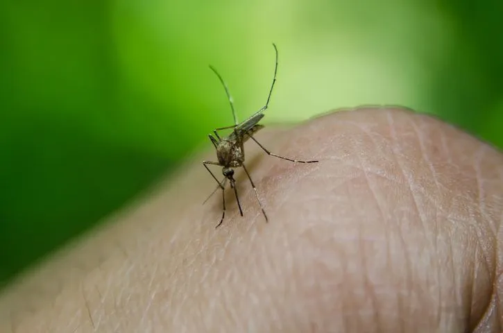 Boletim da dengue apresenta 302 novos casos no Estado