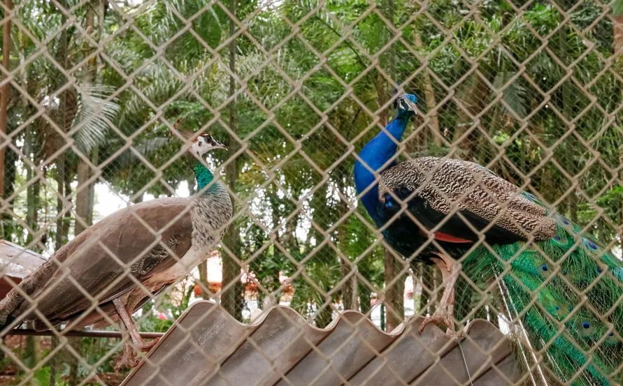 Bosque Municipal atrai muitos visitantes em Apucarana