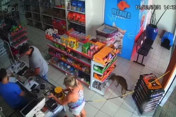 Cachorro é flagrado "furtando" petisco em pet shop; Vídeo