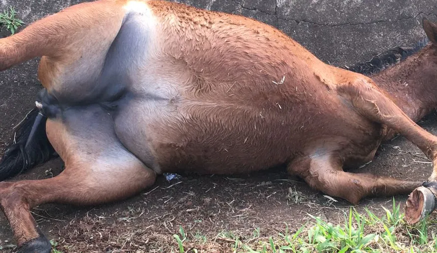 Cavalo é sacrificado em bairro de Apucarana