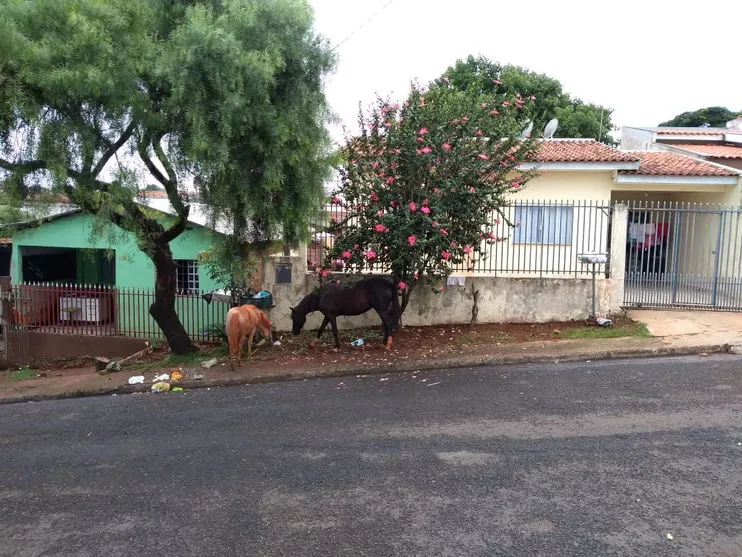 Morador do Dom Romeu reclama de cavalos soltos nas ruas; Vídeo