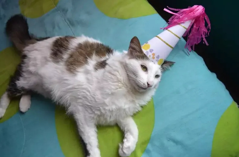 Pessoas se aglomeram para festa de aniversário de gato e contraem Covid-19