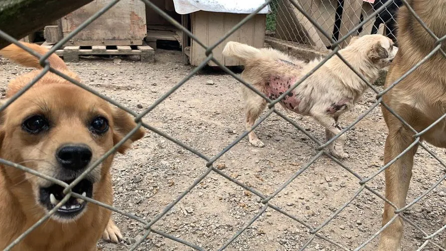 Polícia prende cuidadora de cães por suspeita de maus-tratos