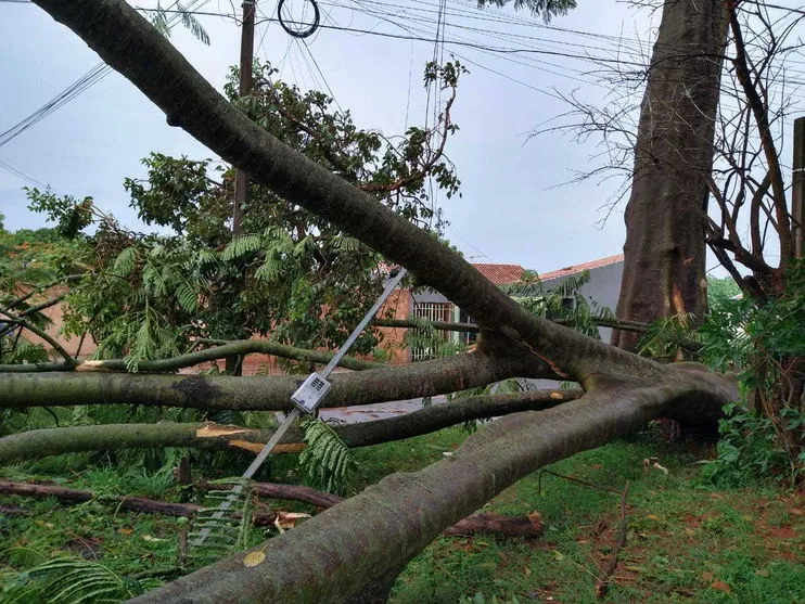 Queda de árvore pelo temporal motiva briga de vizinhas