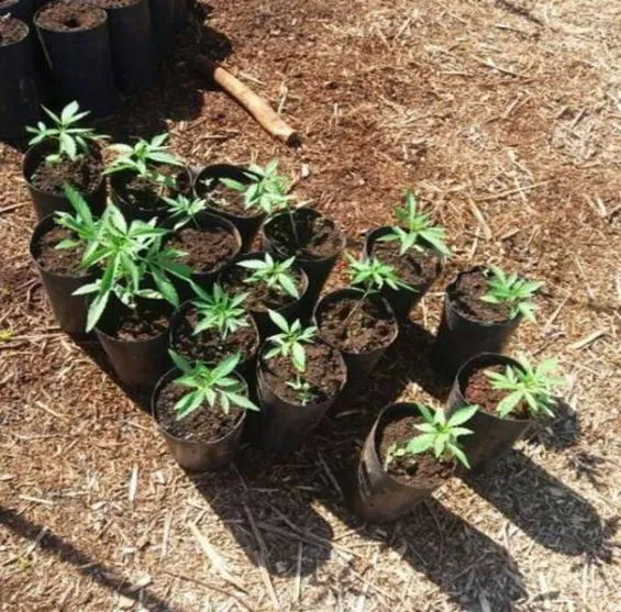 Servidor que plantou maconha em viveiro público no PR é alvo de ação