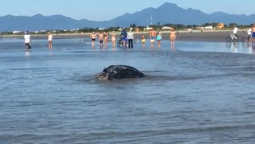 Tartaruga-gigante é flagrada ao voltar para o mar após desova