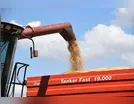 Ladrões furtam soja em propriedade rural no Vale do Ivaí