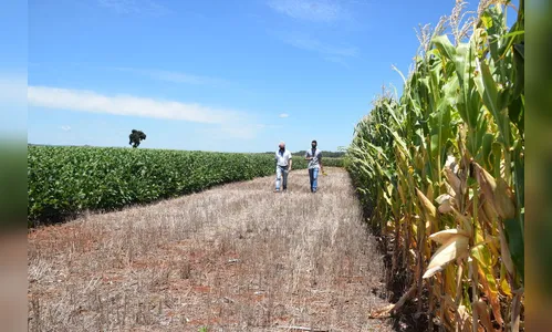 Milho cotado a R$ 73,00 a saca anima produtores na região