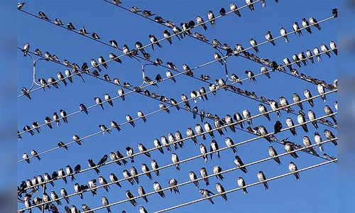 Andorinhas antecipam o Outono de Apucarana; Assista