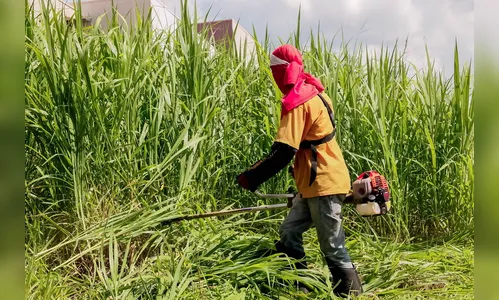 Apucarana inicia cronograma de limpeza de terrenos baldios