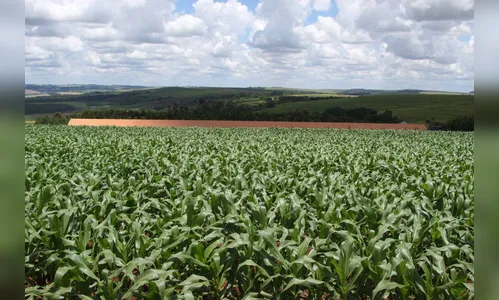 Safra de verão no Paraná deve chegar a 24,2 milhões de toneladas